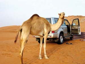 Desert ride