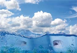 fish in water