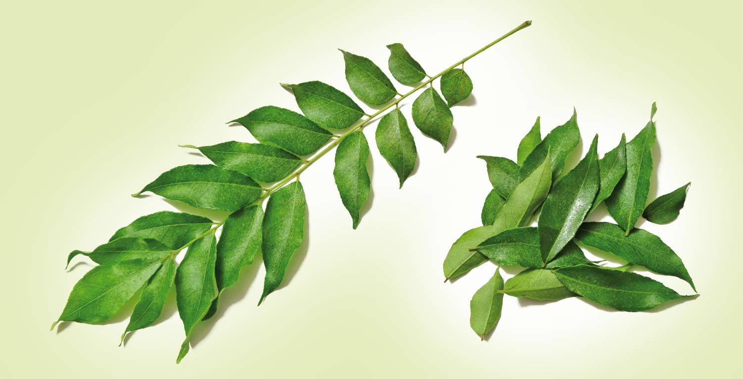Kadi Patta: Long live the curry leaves - Complete Wellbeing