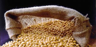 Soy / Soya beans