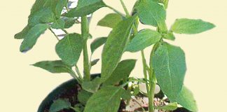 Holy Basil: Divine Cures Basil