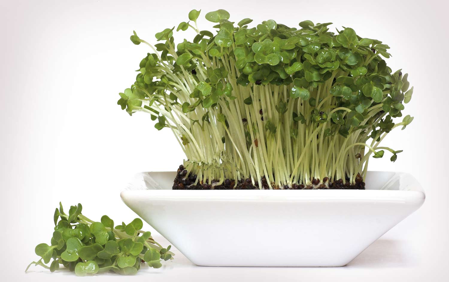 What is the garden cress plant