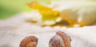 acorn seeds | conceptt of built-in potential