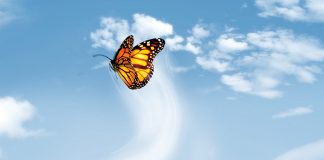 Happy and New Flying butterfly