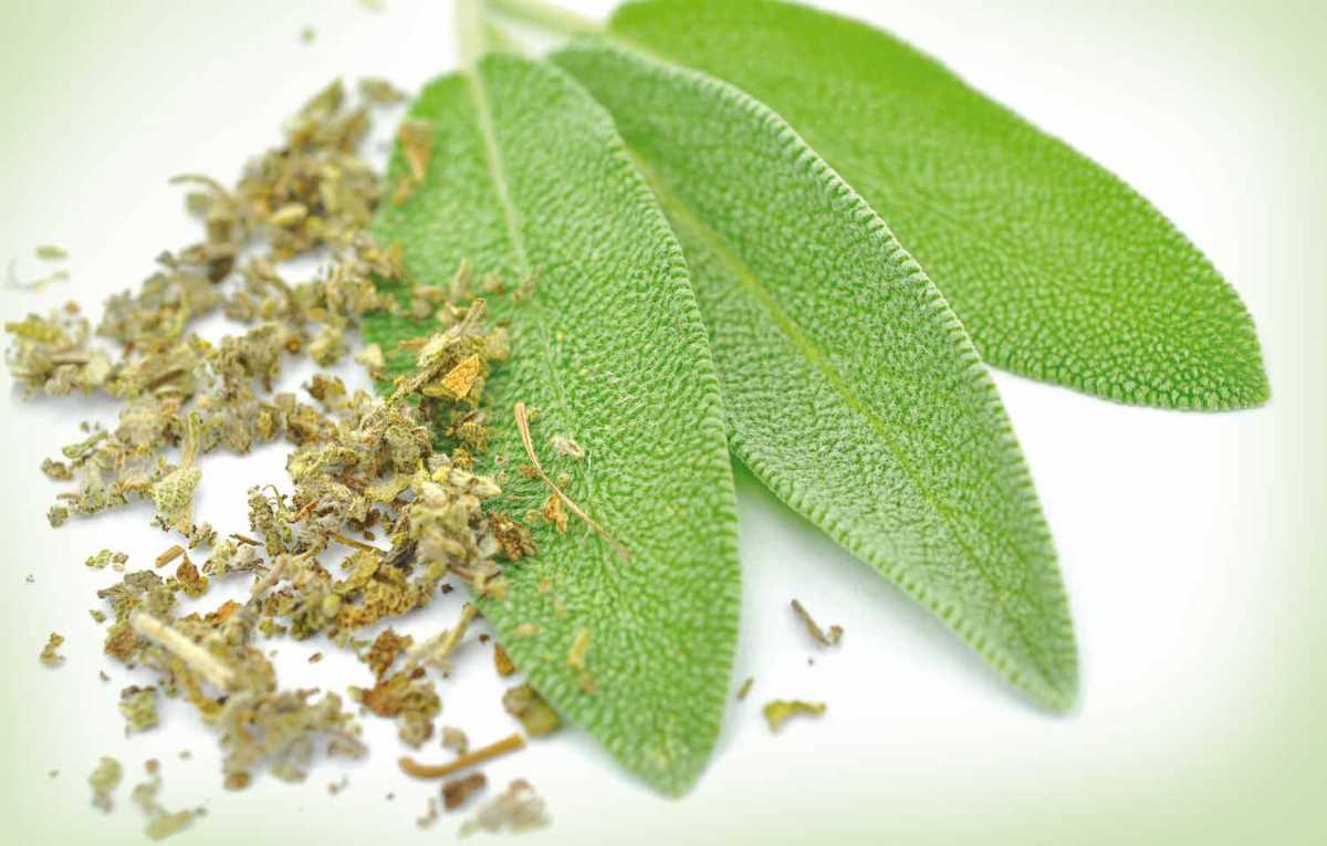 How to use sage leaves for good health (+a safety alert) - Complete  Wellbeing