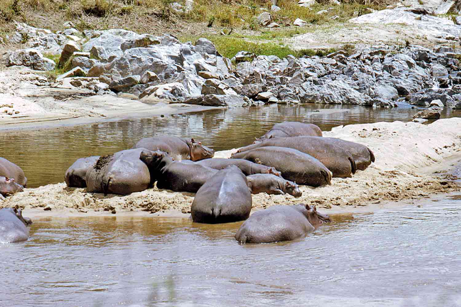Hippopotamus, Masai Mara, Kenya загрузить
