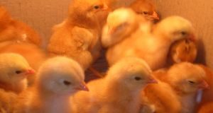 Chicks