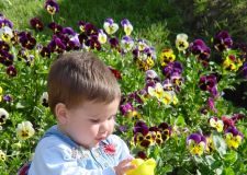 Baby looking at a toy