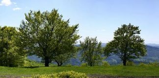 nature