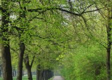 Roads lined with trees promote heart health in the region