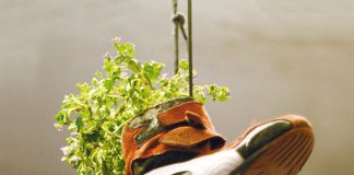 Plants in the shoes