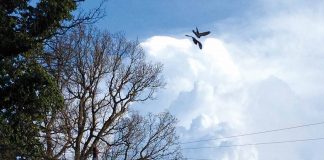 A clouds with two bird