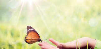 Buterfly sitting on hand / Understanding real value