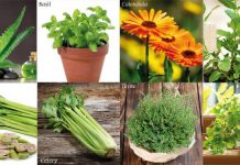 collage of herbs