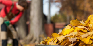 Gardener clearing autumn leaves - concept of imperfection in Zen