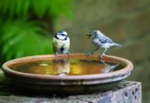 birds speaking, words, conversation